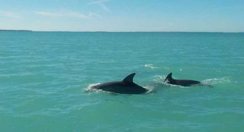 Two dolphins break the surface of blue water.